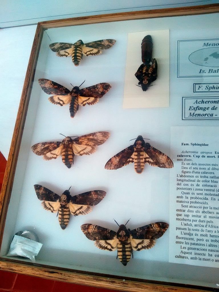 Museu de Ciencies Naturals Museu de Ciencies Naturals