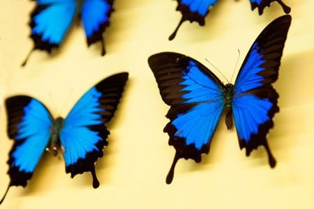 Museo de Ciencias Naturales de Menorca Museo de Ciencias Naturales de Menorc